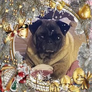 Meet your Posher, Krista